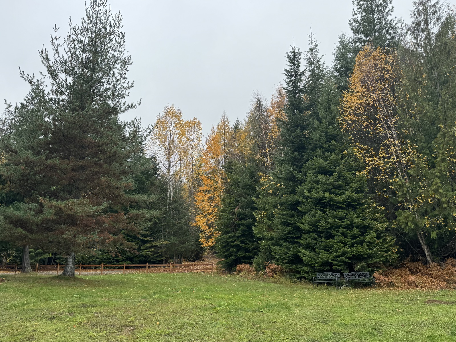 Spring meadow with lush green grass
