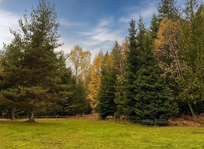 The open meadow at Round Mountain Retreat under a blue sky — mown grass running to a treeline of conifers and golden birches, room for three generations to spread out.
