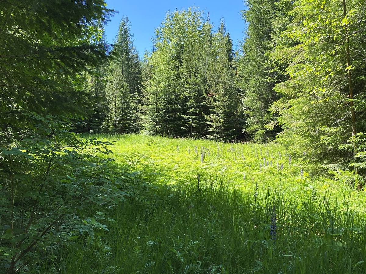 The Meadow Loop — a sunlit clearing of tall grass and purple lupines ringed by conifers